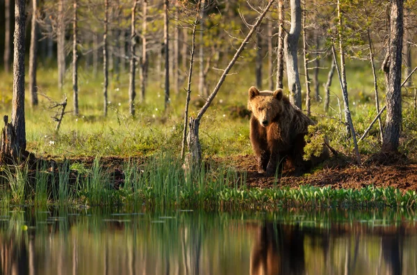 Ведмідь Євразії Влітку Стоїть Біля Ставка Лісі Фінляндія — стокове фото