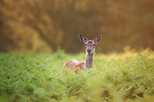 英国春天一只红鹿后腿的特写 — 图库照片