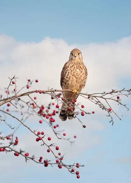 Close Common Kestrel Perched Tree Branch Red Berries England — Stock Photo, Image