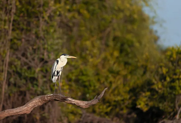 Närbild Cocoi Heron Uppe Ett Träd Pantanal Brasilien — Stockfoto