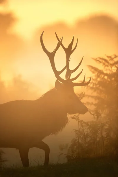 在英国日出的锈蚀季节 一只红鹿的近照 — 图库照片