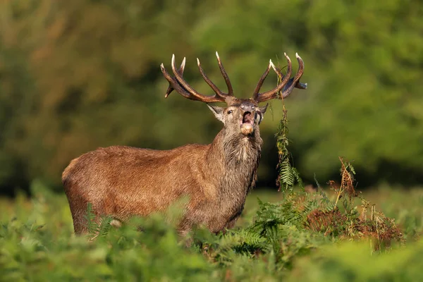 Close Red Deer Stag Calling Rutting Season Autumn — Stock Photo, Image