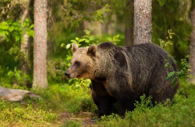 Impressive portrait of Eurasian Brown bear in forest, Finland.
