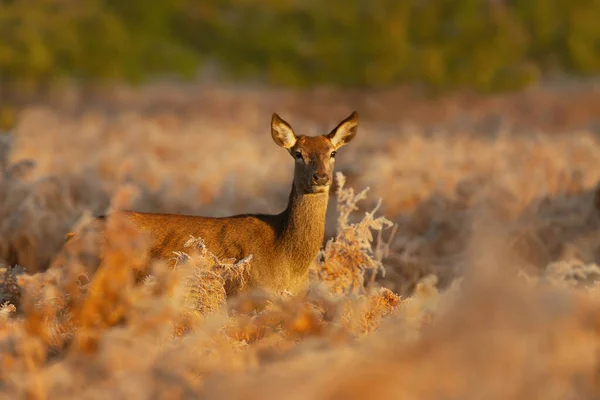 冬季日出时分 一只红鹿的后腿正在接近它 — 图库照片