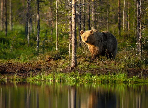 Ours Brun Eurasien Debout Près Étang Dans Forêt Été Finlande — Photo
