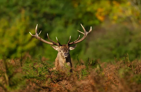 秋に赤い鹿の切手を閉じる イギリス — ストック写真