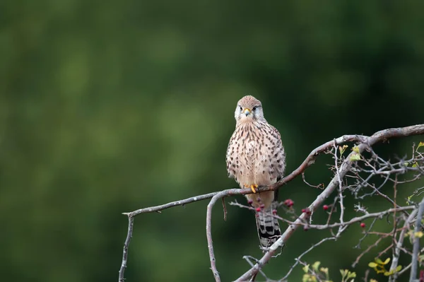 Close Common Kestrel Perched Tree Branch England — 스톡 사진
