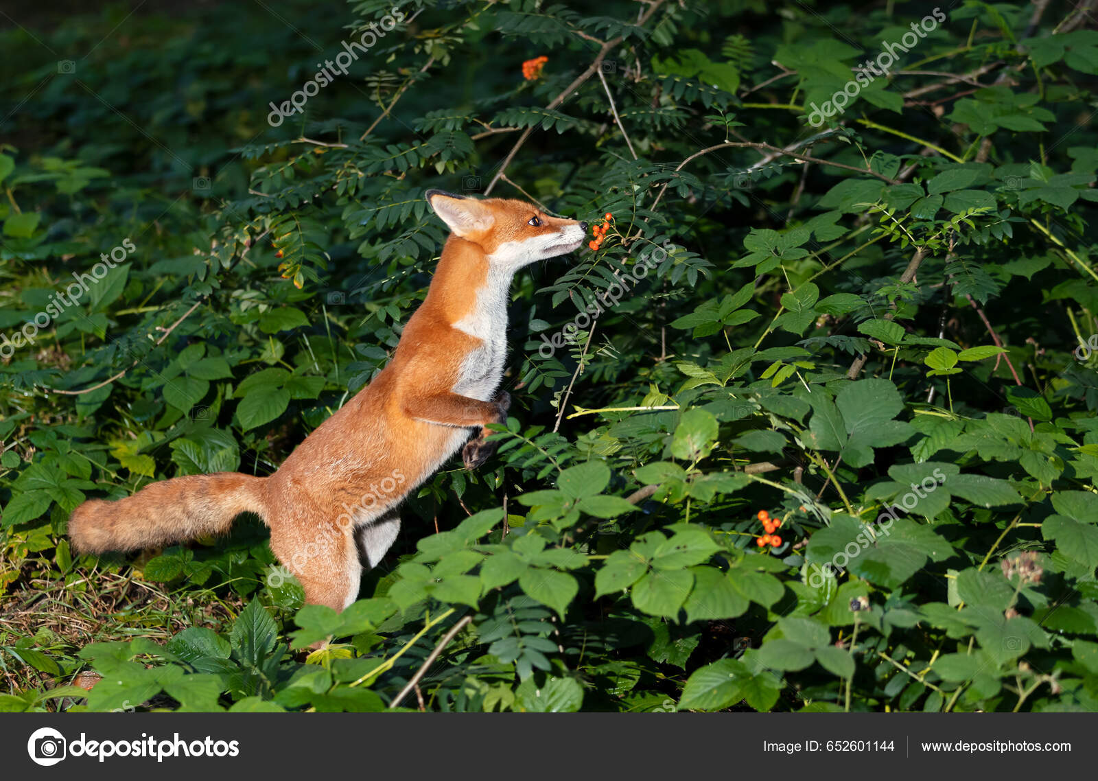Close Uma Raposa Vermelha Vulpes Vulpes Filhote Cheirando Bagas Rowan —  Foto © Giedriius #652601144, image size:1600x1138
