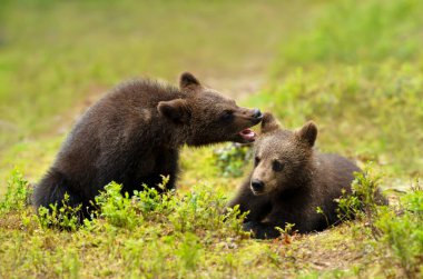 Close up of playful European brown bear (Ursus arctos arctos) cubs in the woods of Finland.