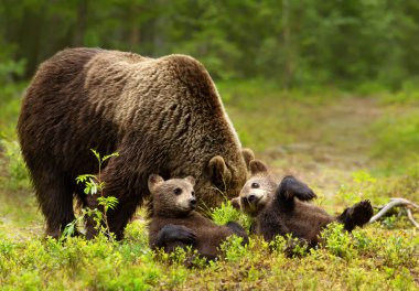 Kadın bayağı kahverengi ayı (Ursos arctos) ve oynak yavrularını boreal Forest, Finlandiya yakın çekim.