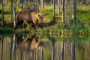 Eurasian Brown bear by a pond in a forest in autumn, Finland. clipart