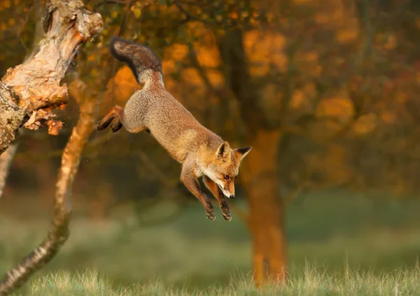 Nahaufnahme Eines Rotfuchses Der Von Einem Baum Springt Großbritannien — Stockfoto