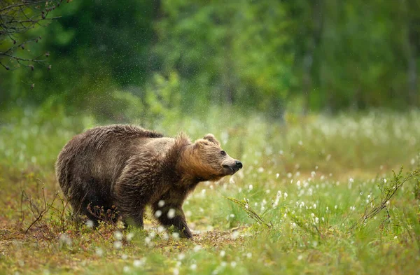 Біля Берегів Євразійського Брауна Ведмідь Струшує Воду Після Дощу Лісі — стокове фото