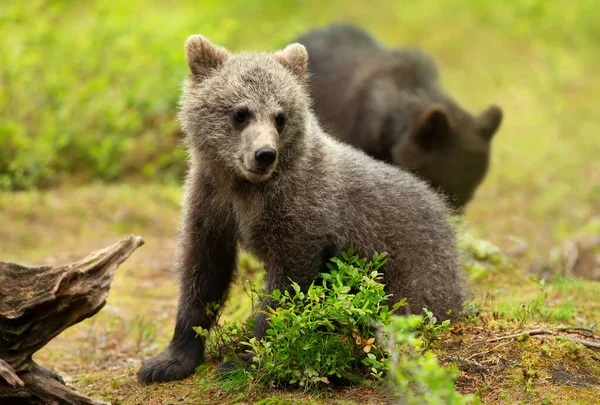 Close Cute Eurasian Brown Bear Cub Forest Finland — Stock Photo, Image