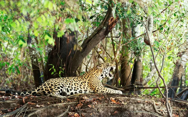 Zbliżenie Jaguara Ziewającego Brzegu Rzeki Naturalnym Środowisku Pantanal Brazylia — Zdjęcie stockowe