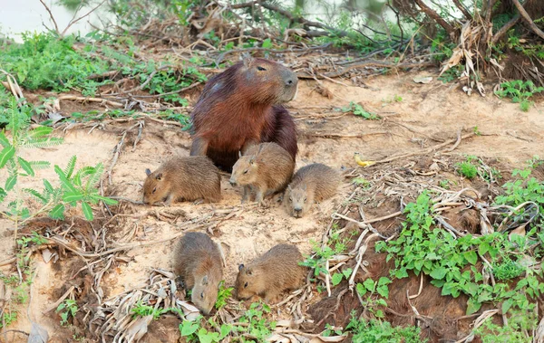 Primo Piano Della Madre Capybara Con Gruppo Cuccioli Seduti Una — Foto Stock