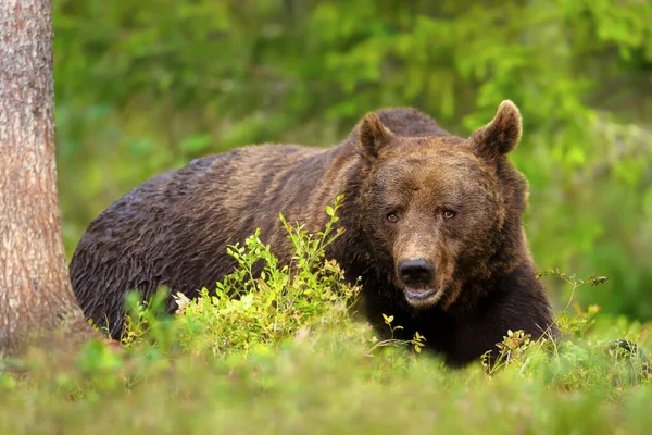Imponujący Portret Eurazjatyckiego Niedźwiedzia Brunatnego Lesie Finlandia — Zdjęcie stockowe