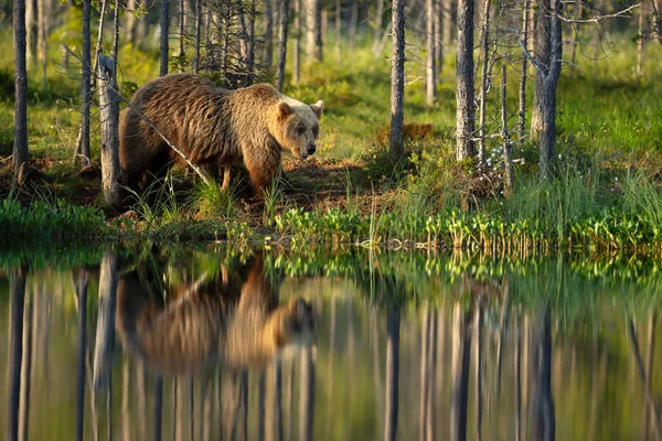 Ευρασιατική Καφέ Αρκούδα Δίπλα Μια Λίμνη Ένα Δάσος Φθινόπωρο Φινλανδία — Φωτογραφία Αρχείου