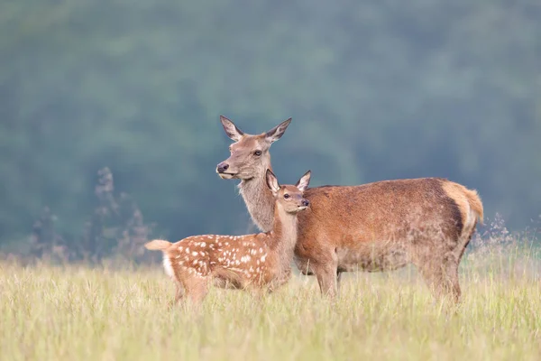 Close up of a cute Red deer calf standing close to mama in a meadow, UK.