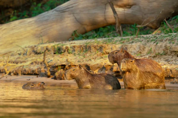 Grupo Capivaras Uma Margem Rio Sul Pantanal Brasil — Fotografia de Stock