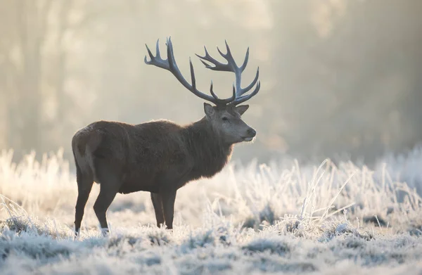 일출시에 겨울에 사슴의 얼룩을 — 스톡 사진