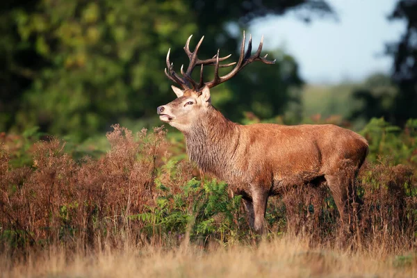 Close Red Deer Stag Autumn — Stock Photo, Image