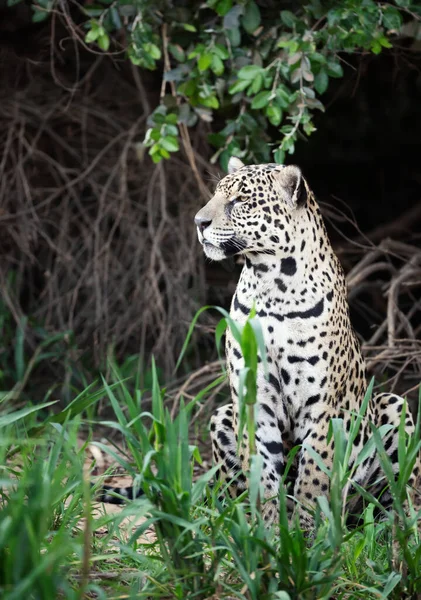 Close Jaguar Uma Margem Rio Habitat Natural Pantanal Brasil — Fotografia de Stock