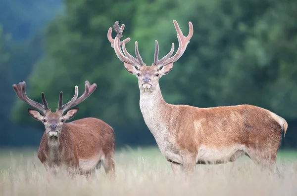 Närbild Två Röda Rådjur Hjortar Med Sammetshorn Sommar Storbritannien — Stockfoto
