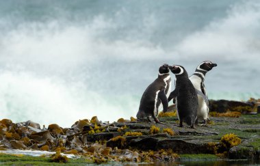 Falkland Adaları 'ndaki sahilde bir grup Macellan pengueni..