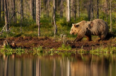 Avrasya Kahverengi Ayısı Finlandiya 'da sonbaharda bir ormanda gölet kenarında yürür..