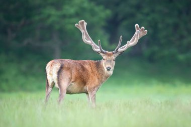 Yazın İngiltere 'de kadife boynuzlu kırmızı geyik geyiğine yaklaş..