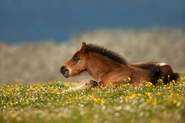 Shetland Pony Liggend Weide Zomer Shetland Eilanden — Stockfoto