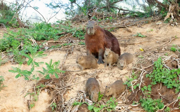 Close Capybara Mother Group Pups Sitting River Bank North Pantanal — Stock Photo, Image
