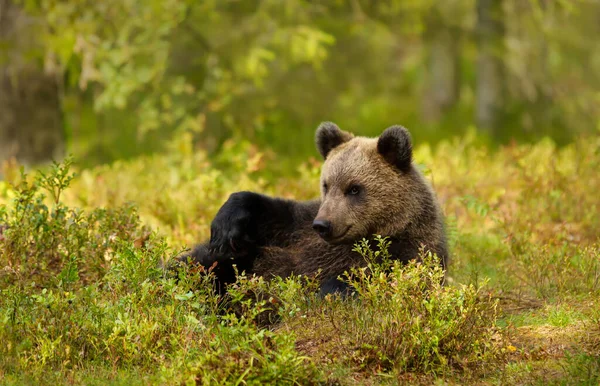 Zbliżenie Słodkie Eurazjatyckie Młode Niedźwiedzie Brunatne Leżące Polu Jagód Finlandii — Zdjęcie stockowe