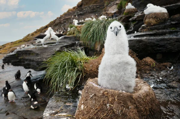 Close Jovem Preto Browed Albatross Filhote Sentado Seu Ninho Copo — Fotografia de Stock