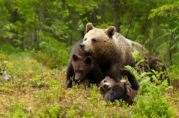 Close Urso Pardo Eurasiático Fêmea Ursos Arctos Seus Filhotes Divertidos — Fotografia de Stock