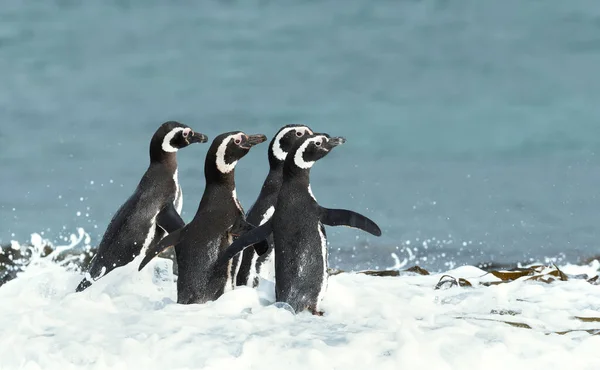 Grupo Pinguins Magalhães Água Ilhas Malvinas — Fotografia de Stock