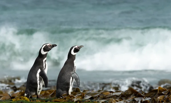 Dois Pinguins Magalhães Praia Observando Ondas Nas Ilhas Malvinas — Fotografia de Stock
