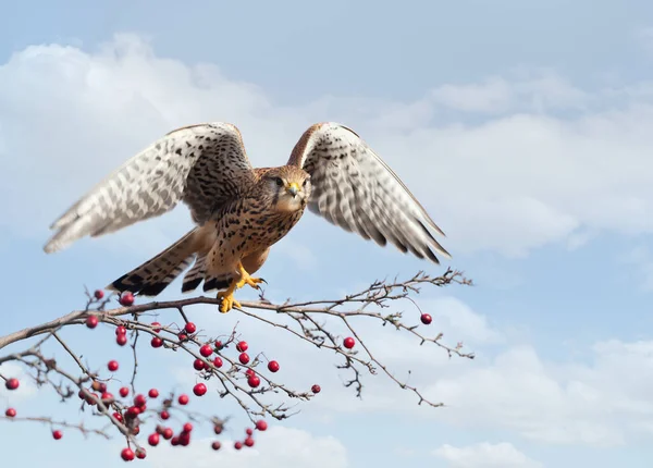 Close Common Kestrel Perched Tree Branch Red Berries Blue Sky — Stock Photo, Image