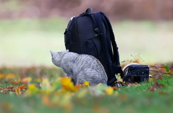 Close-up of a cute cat hiding behind a backpack.