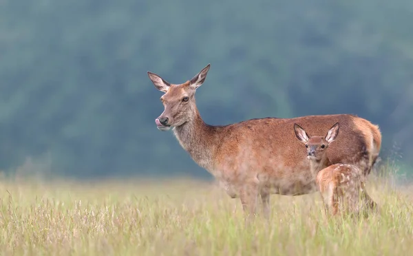 Close up of a cute Red deer calf standing close to mama red deer hind in meadow, UK.