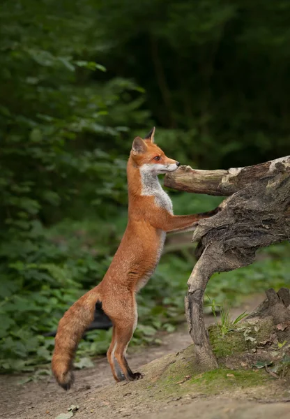 森の中に足の後ろに立ってかわいい赤いキツネのクローズアップ — ストック写真