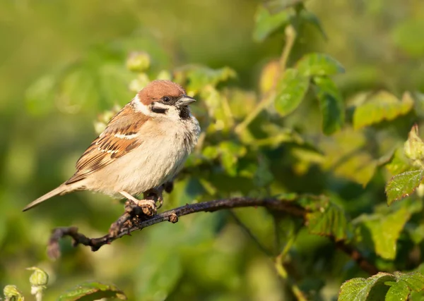 Close Eurasian Tree Sparrow Perched Shrub Branch — Stock Photo, Image