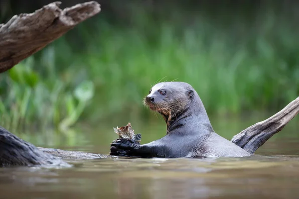Close Giant River Otter Eating Fish Pantanal Brasil — Fotografia de Stock