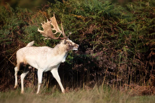 Close White Fallow Deer Dama Dama Autumn — Stock Photo, Image
