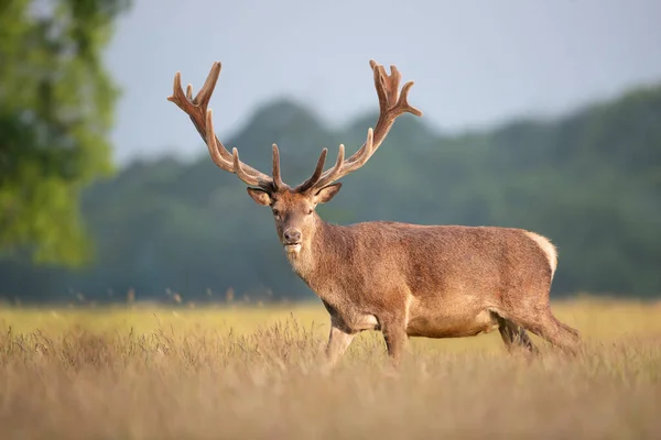 夏にベルベットの枝角を持つ赤い鹿のタグの閉じる イギリス — ストック写真