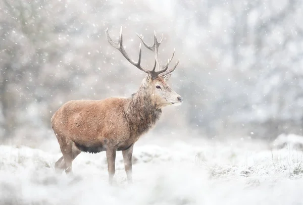 Primo Piano Cervo Rosso Nella Neve Che Cade Inverno Regno — Foto Stock