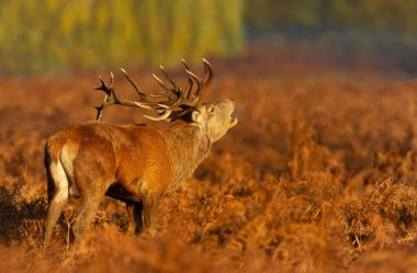 Red deer stag calling during the rut in autumn, UK.