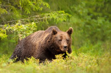 Finlandiya 'da bir ormanda Avrasya Kahverengi Ayısı' nın etkileyici portresi.