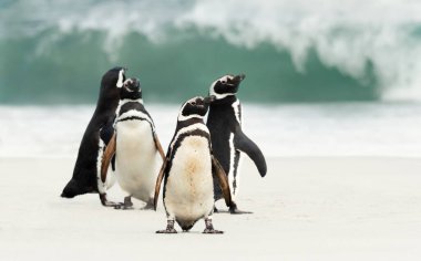 Falkland Adaları 'ndaki sahilde bir grup Macellan pengueni..